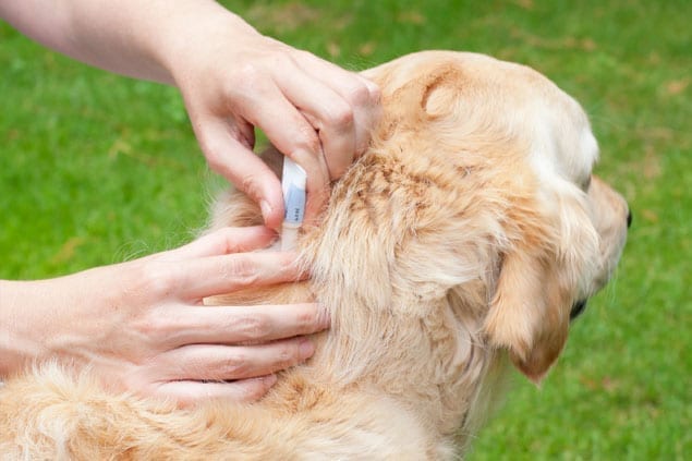 Is Heartworm Prevention Necessary?