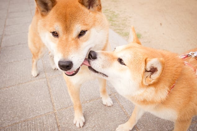Socializing Adult Dogs