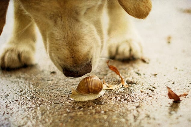 Why Do Dogs Smell Everything?