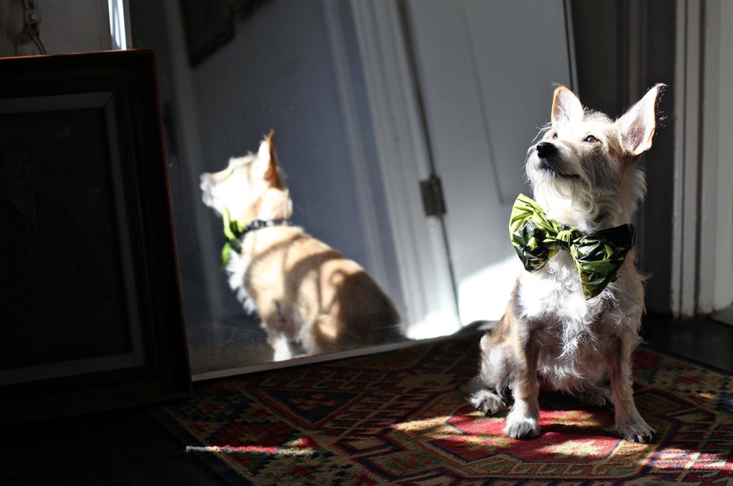 Why Would A Dog Start Pooping In The House? How to Fix The Problem