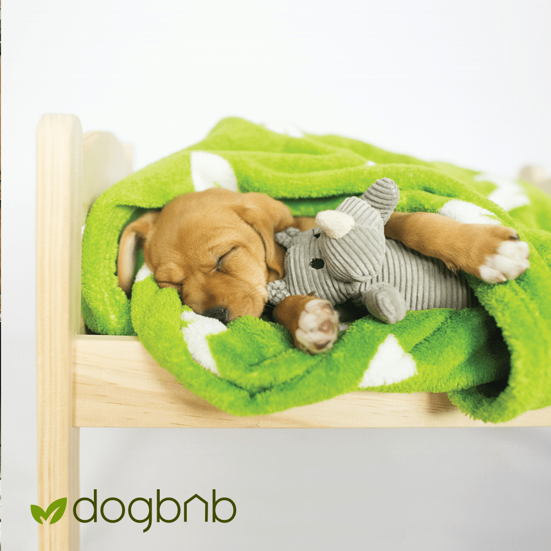 Canada's First DogBNB Was A Big Success!