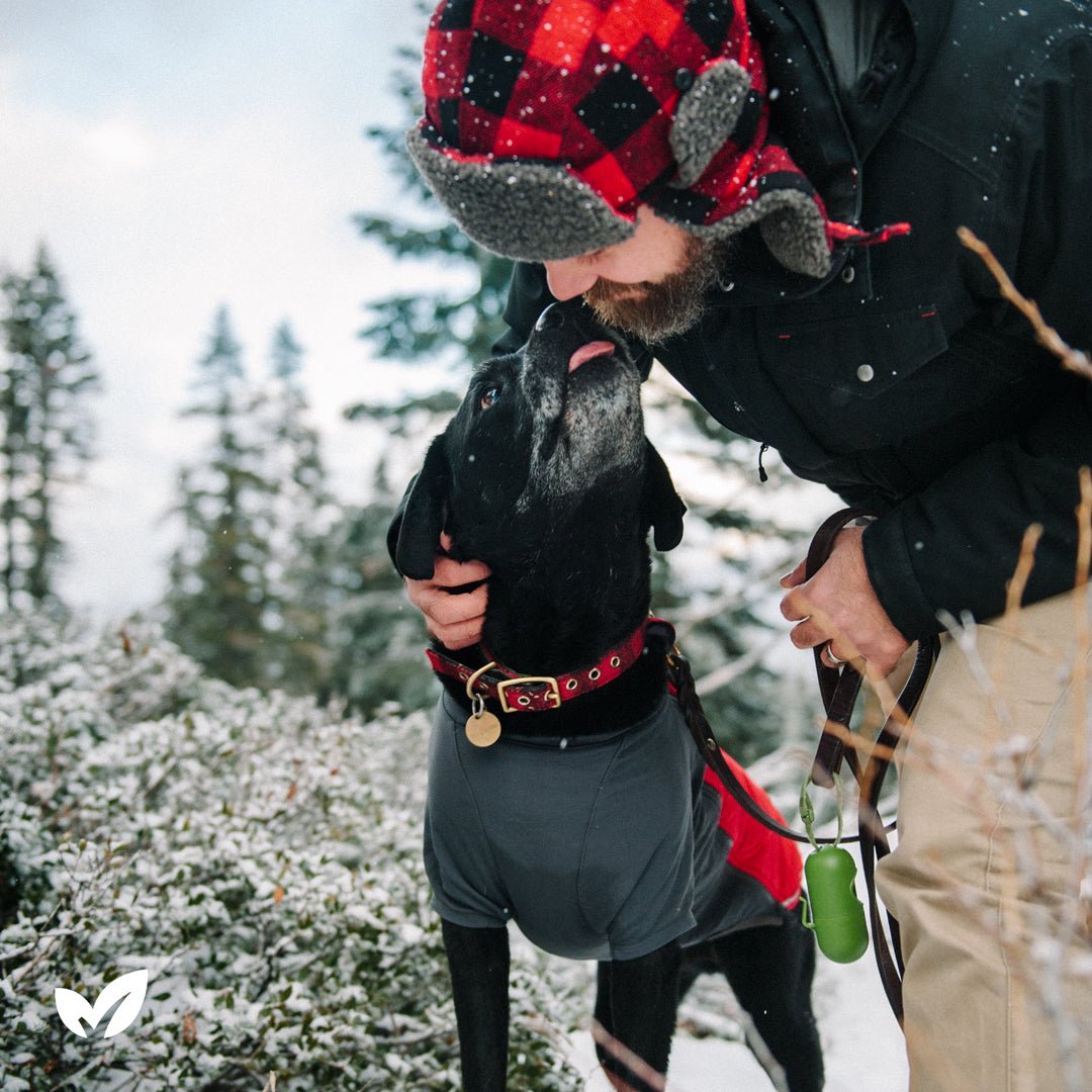 5 Reasons Why Dogs Lick People