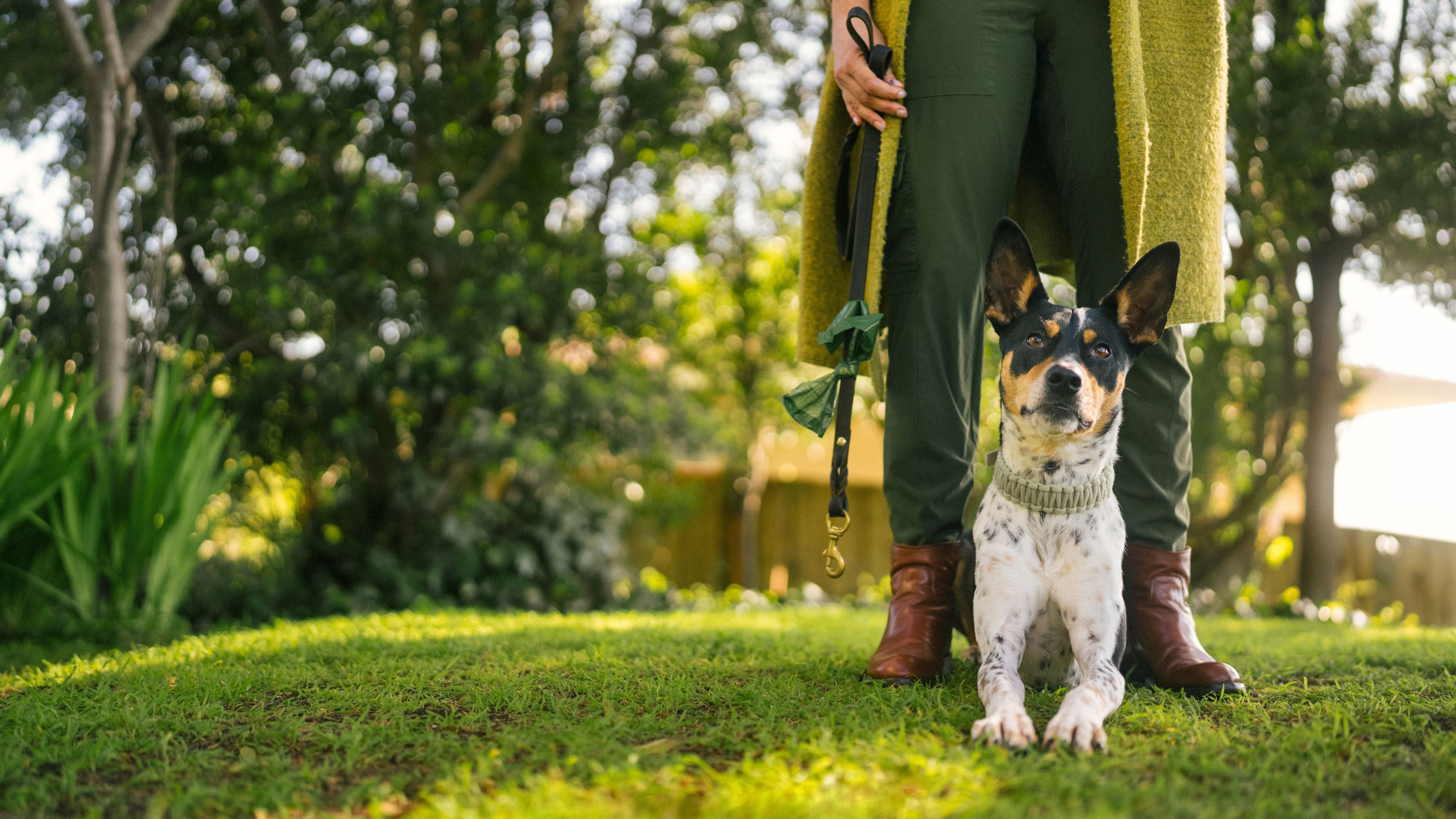 25 Puppy Training Tips: Expert Techniques for Success