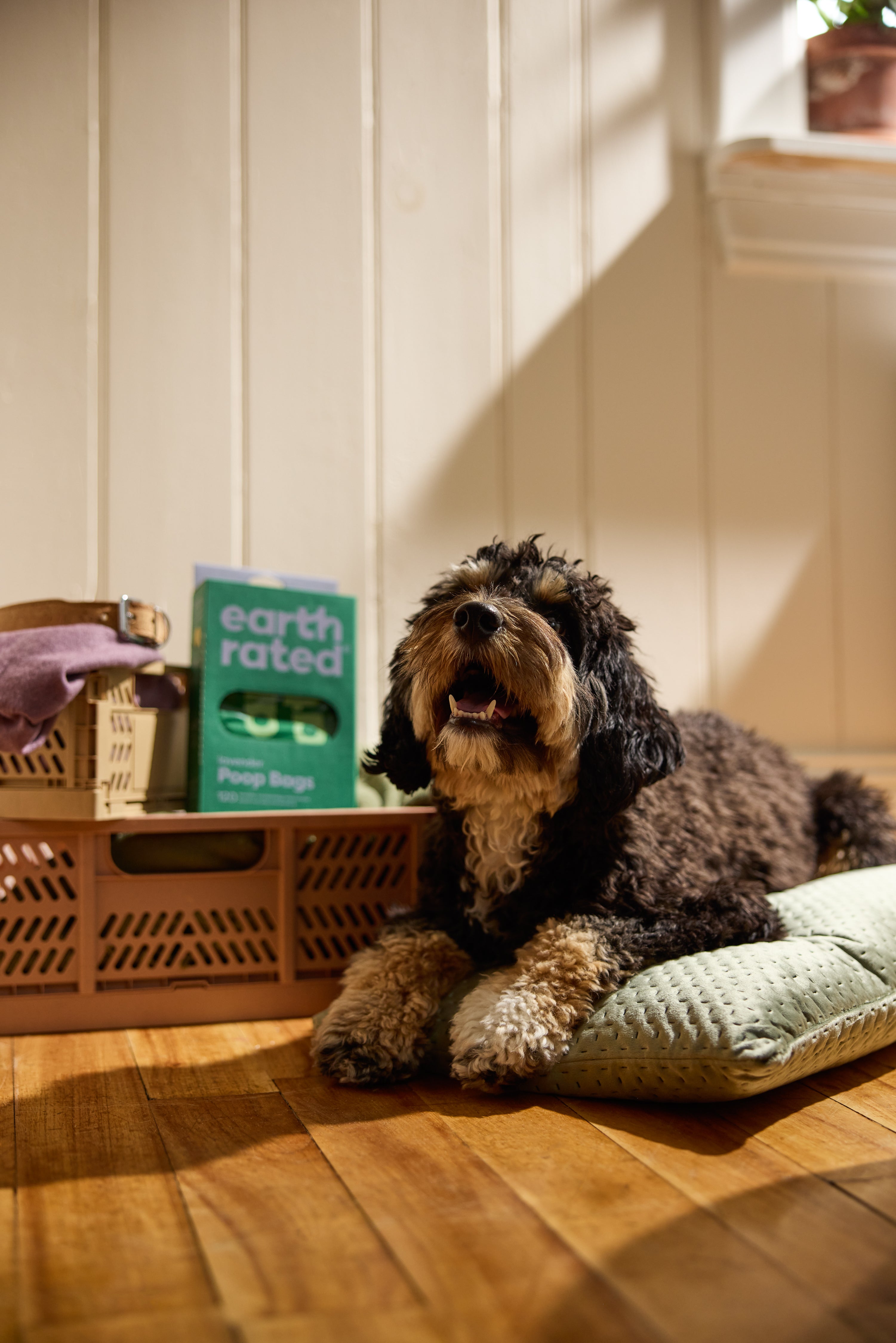 How To Craft a Beautiful DIY Dog Treat Jar (Infographic)