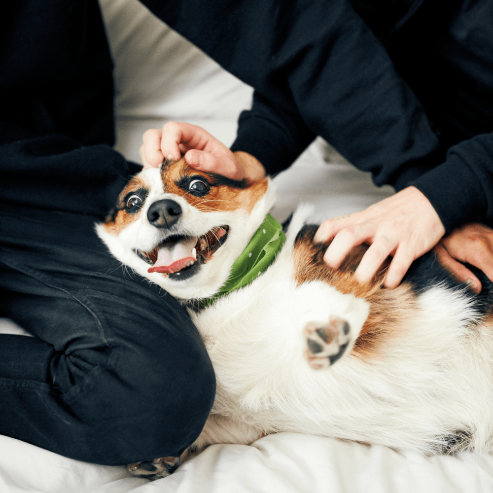 How to Keep Your Dog Busy at Home
