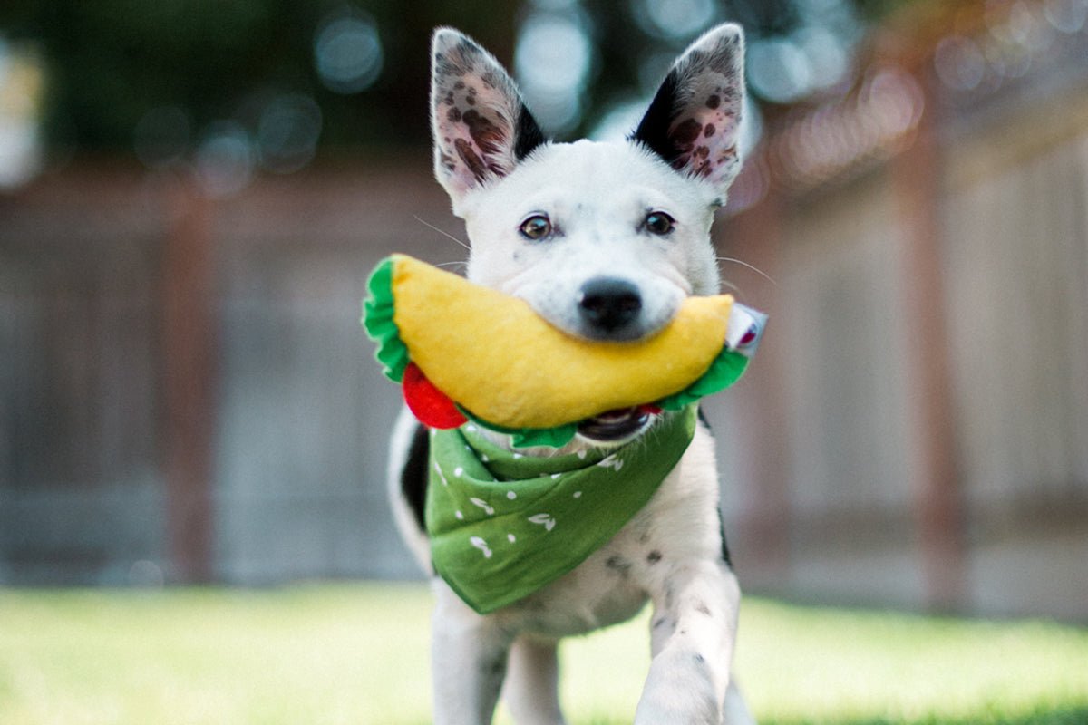 6 Easy DIY Dog Toys You Can Make at Home (Infographic)