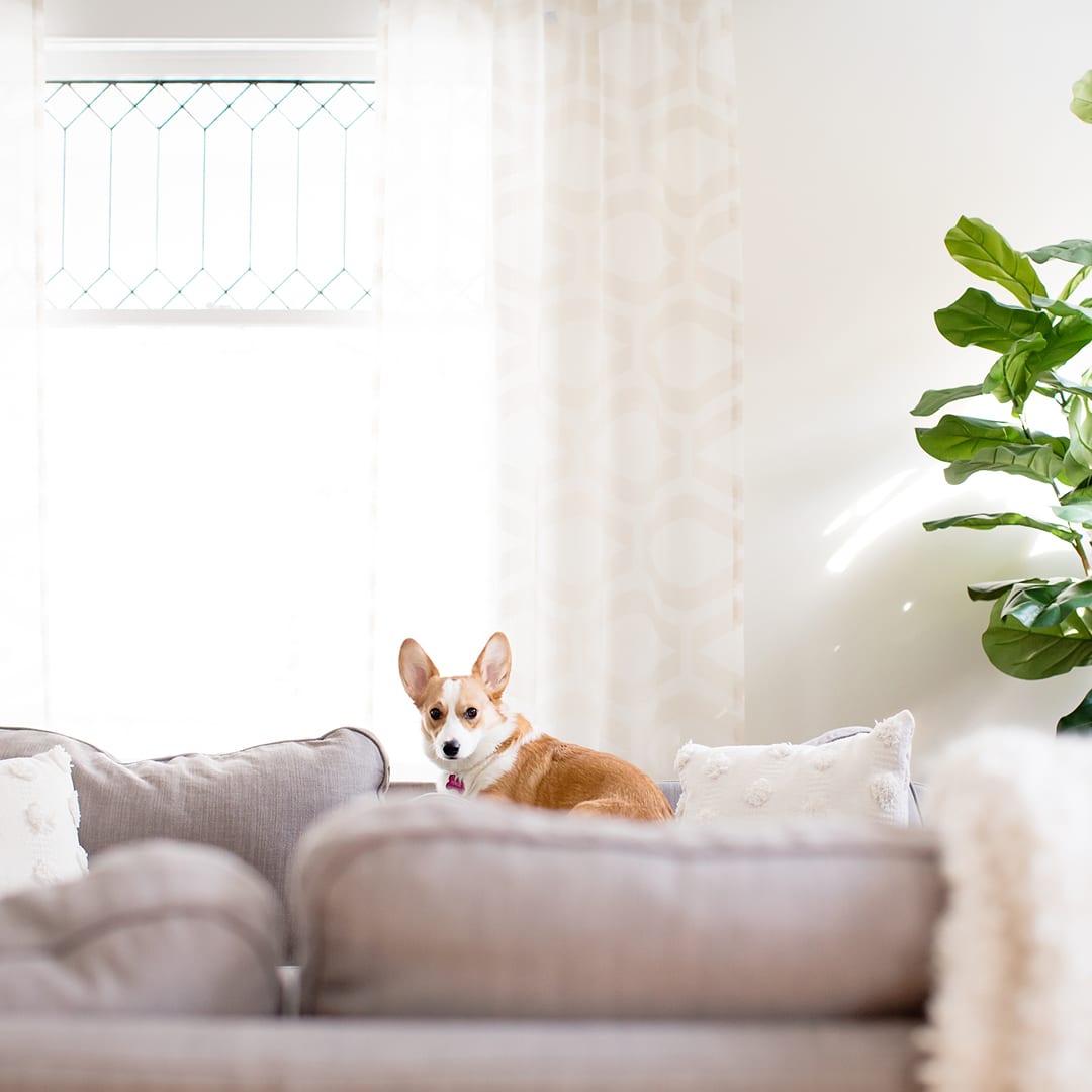 Creating a world where no shelter animal goes unseen