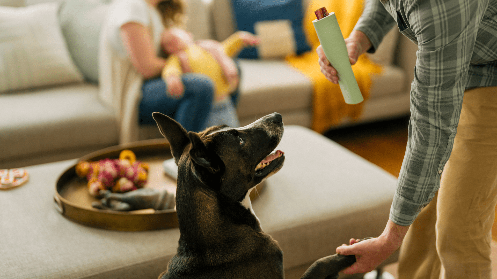 How to Clean Your Dogs' Teeth