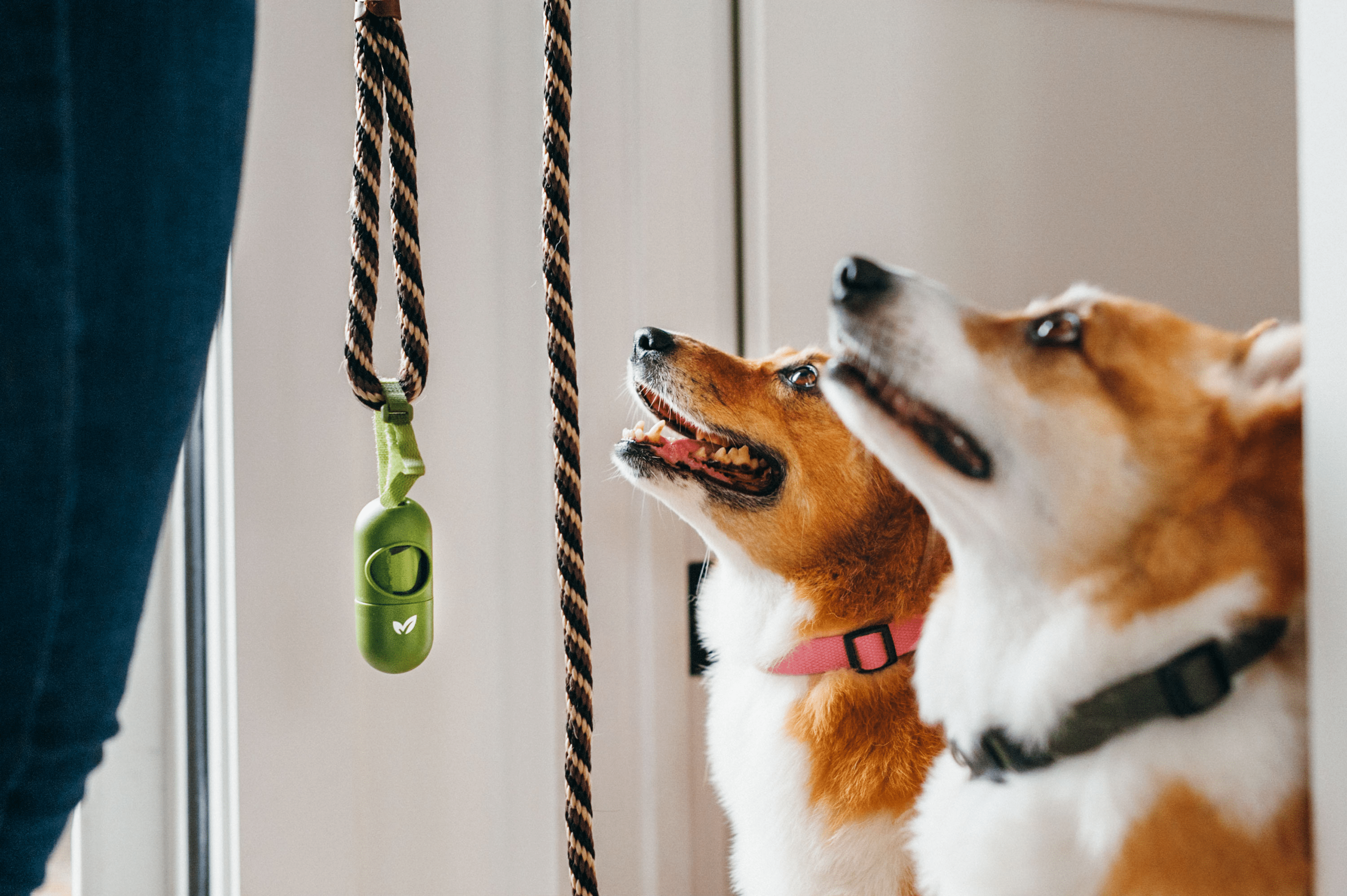 What should you feed your dog? Raw vs. Kibble