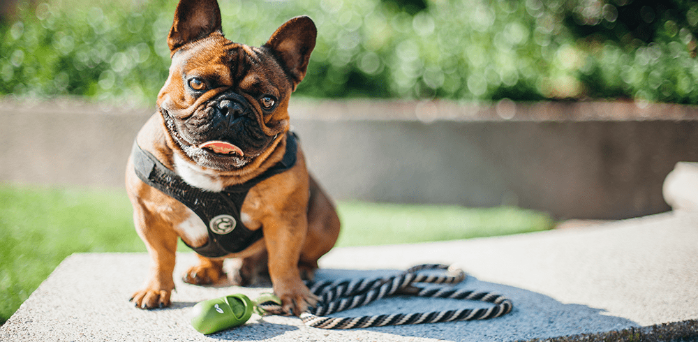 Top 10 Funniest Dog Pooping Styles