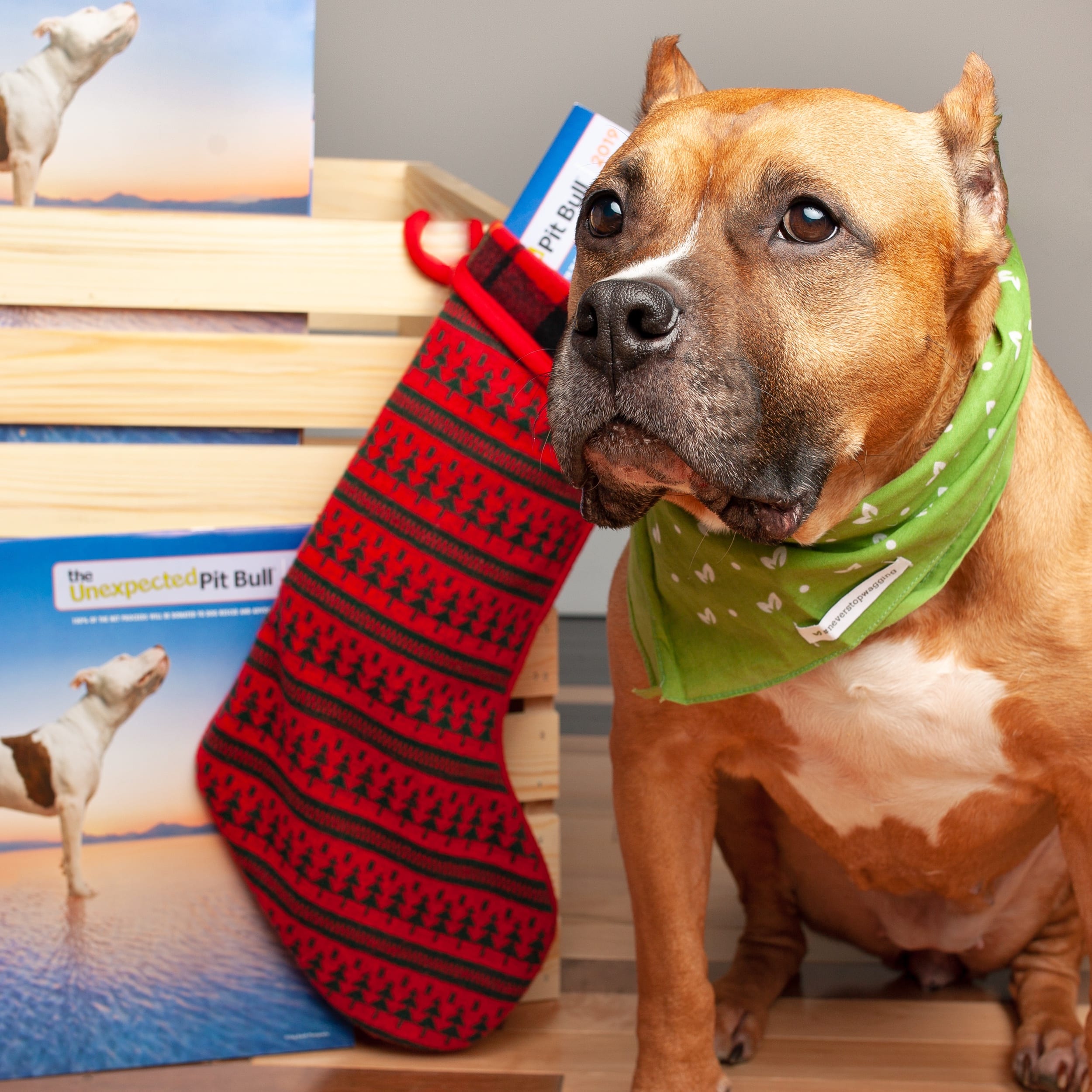 The Unexpected Pit Bull