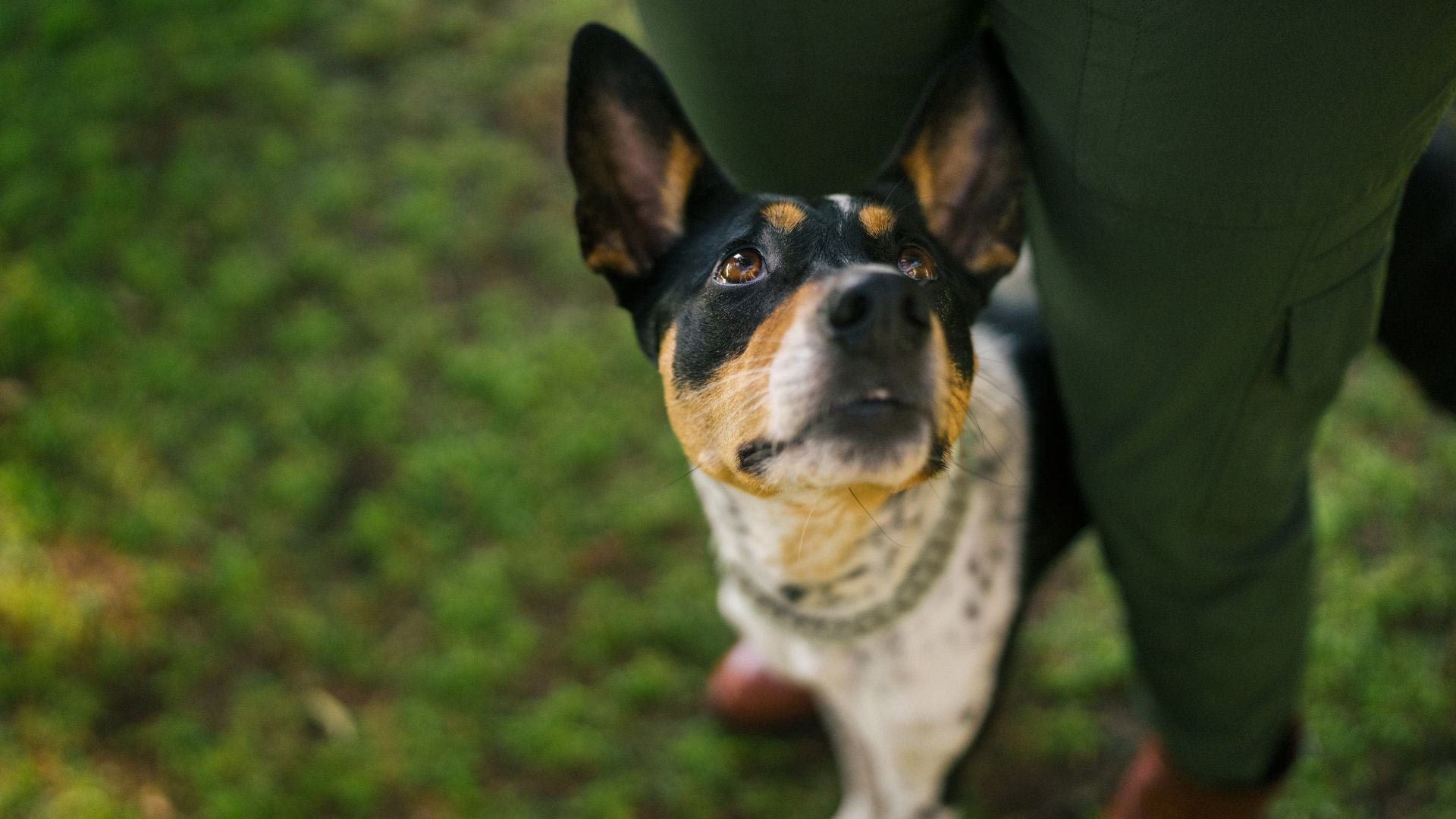 Can Dogs Eat Carrots: Benefits, Safe Eating + 3 Bonus Recipes