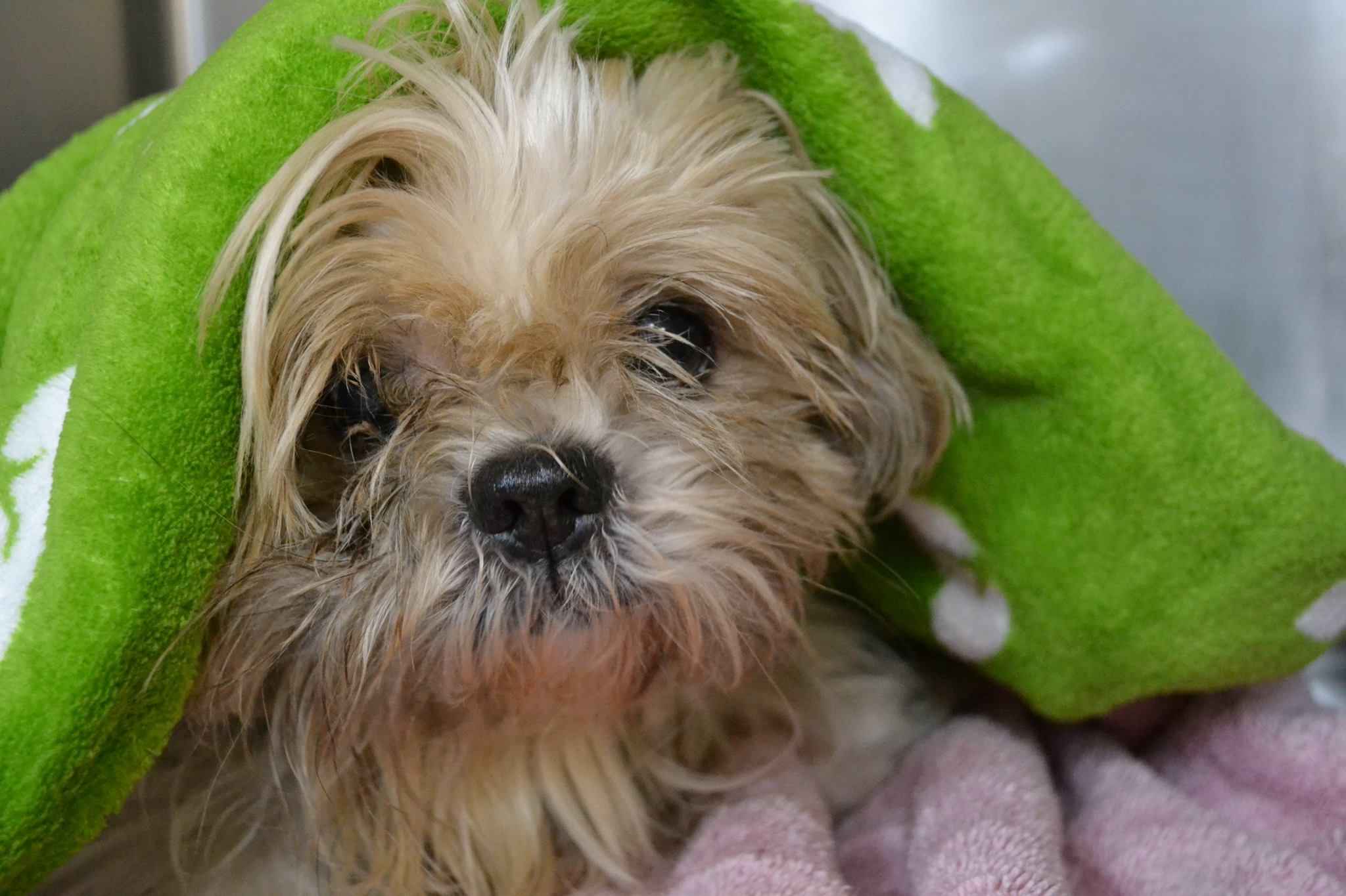 Jacksonville Humane Society