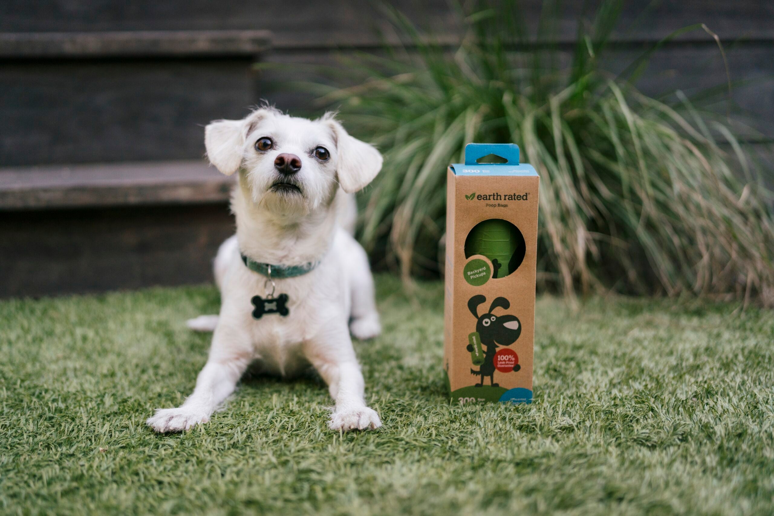 How to keep your backyard green this summer