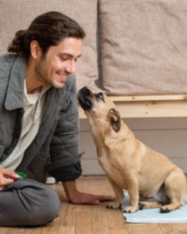 A Guide to Pee Pad Training Older Dogs