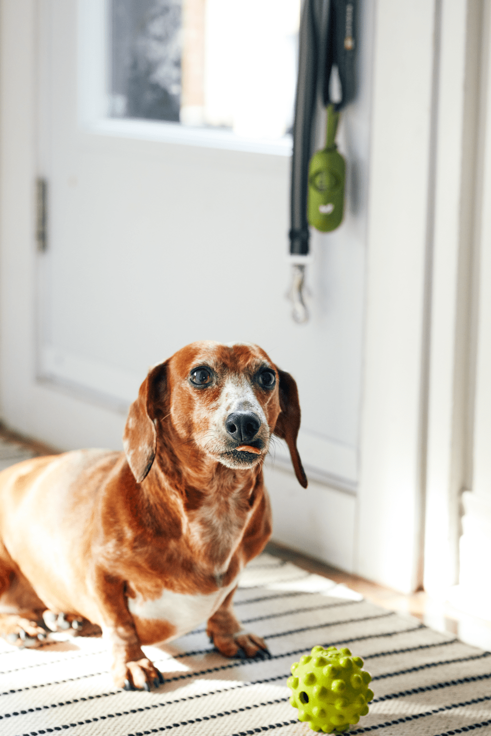 How to Prepare for Self-Isolation as a Pet Owner