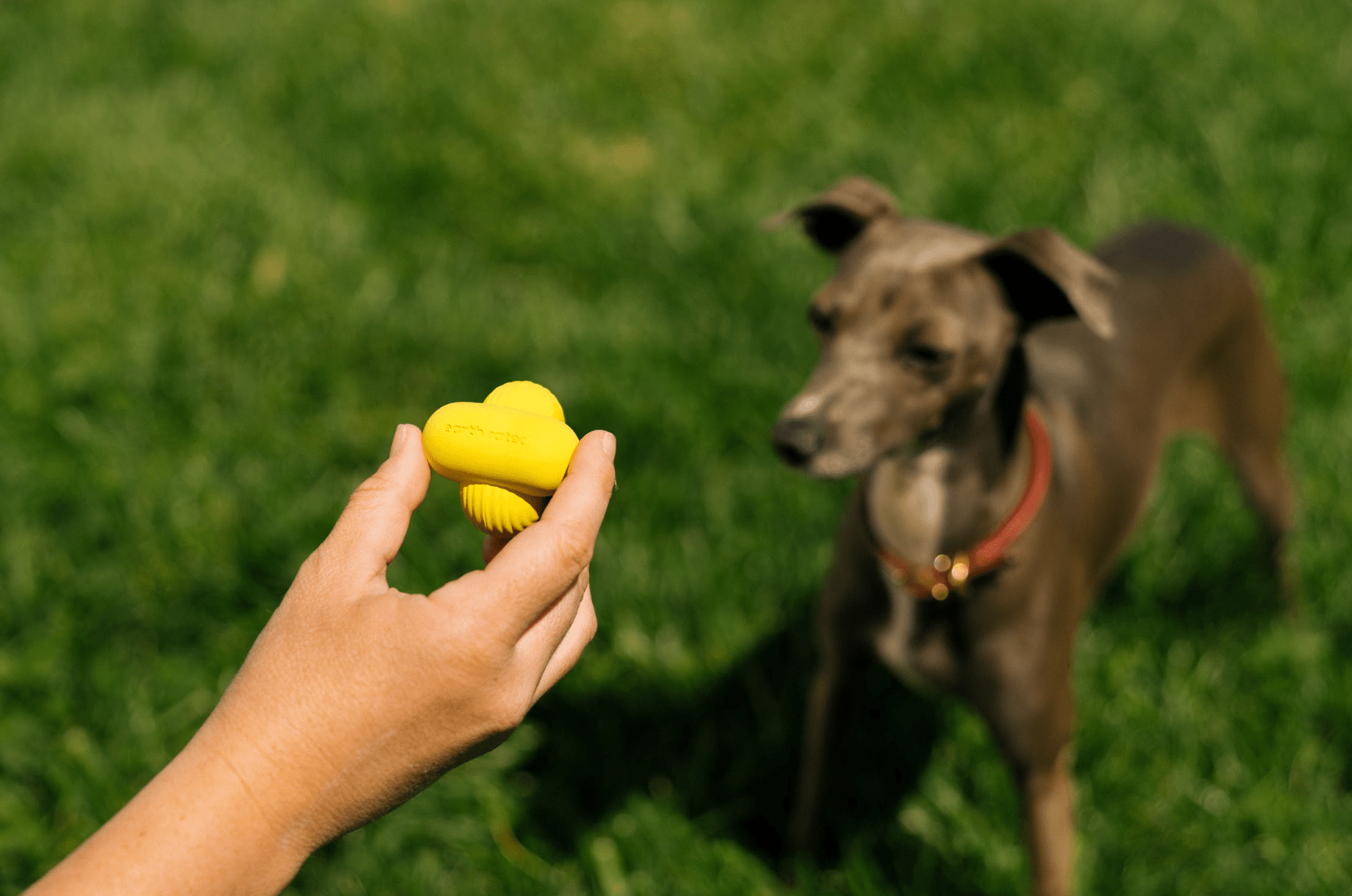 What Colors Do Dogs See?