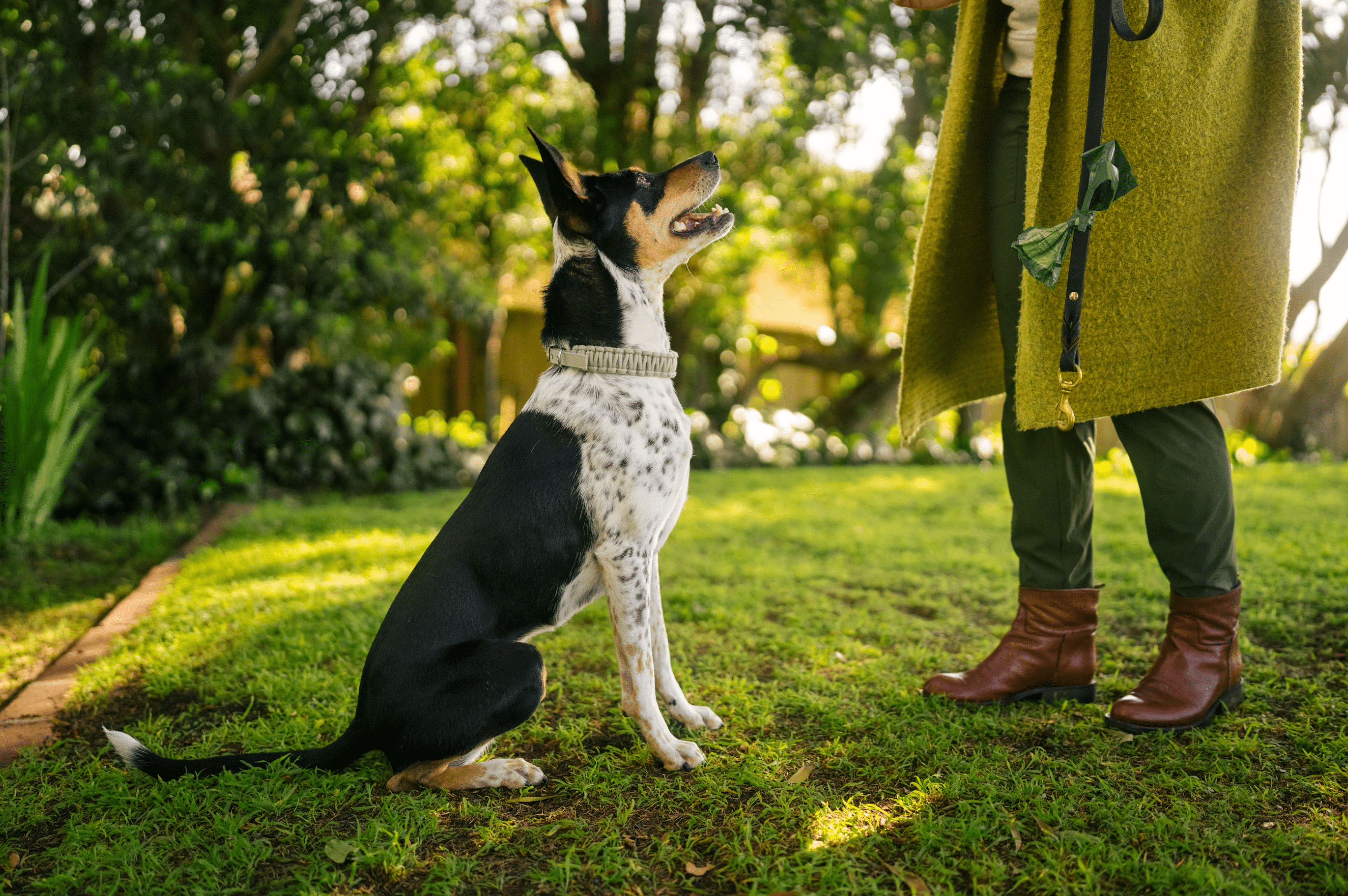 Reactive Dog Training Tips: From Basics to Advanced