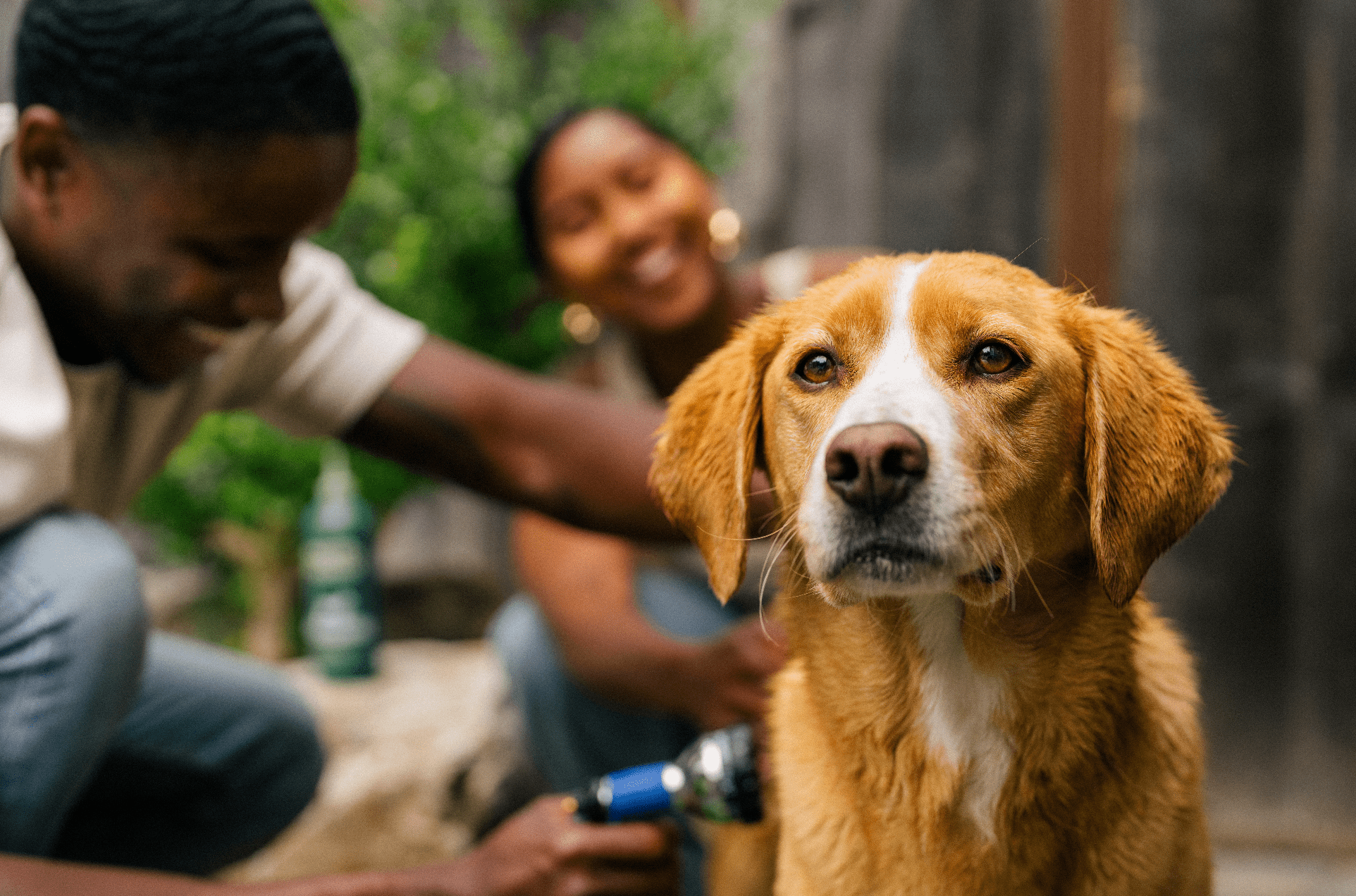 Dog Dry Skin: Causes, Solutions, and Prevention Tips