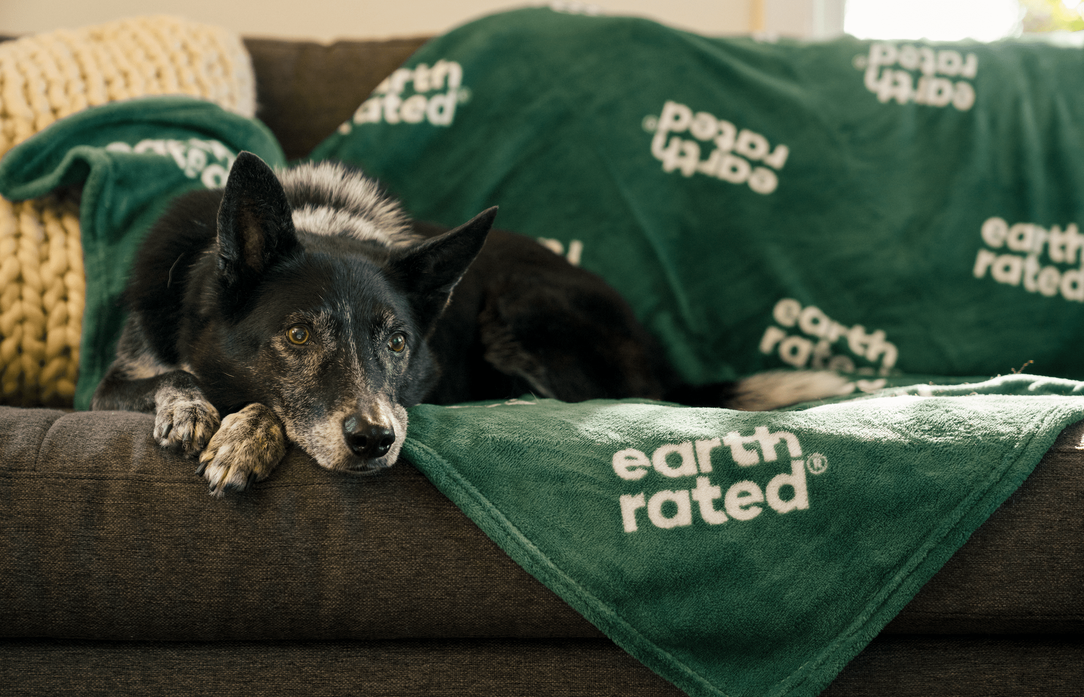 Free Printable Dog Sitter Checklist Template