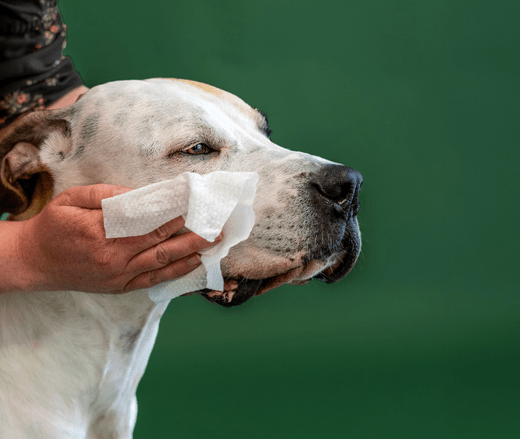 How to Handle Dog Eye Boogers: Tips for Clean and Healthy Eyes