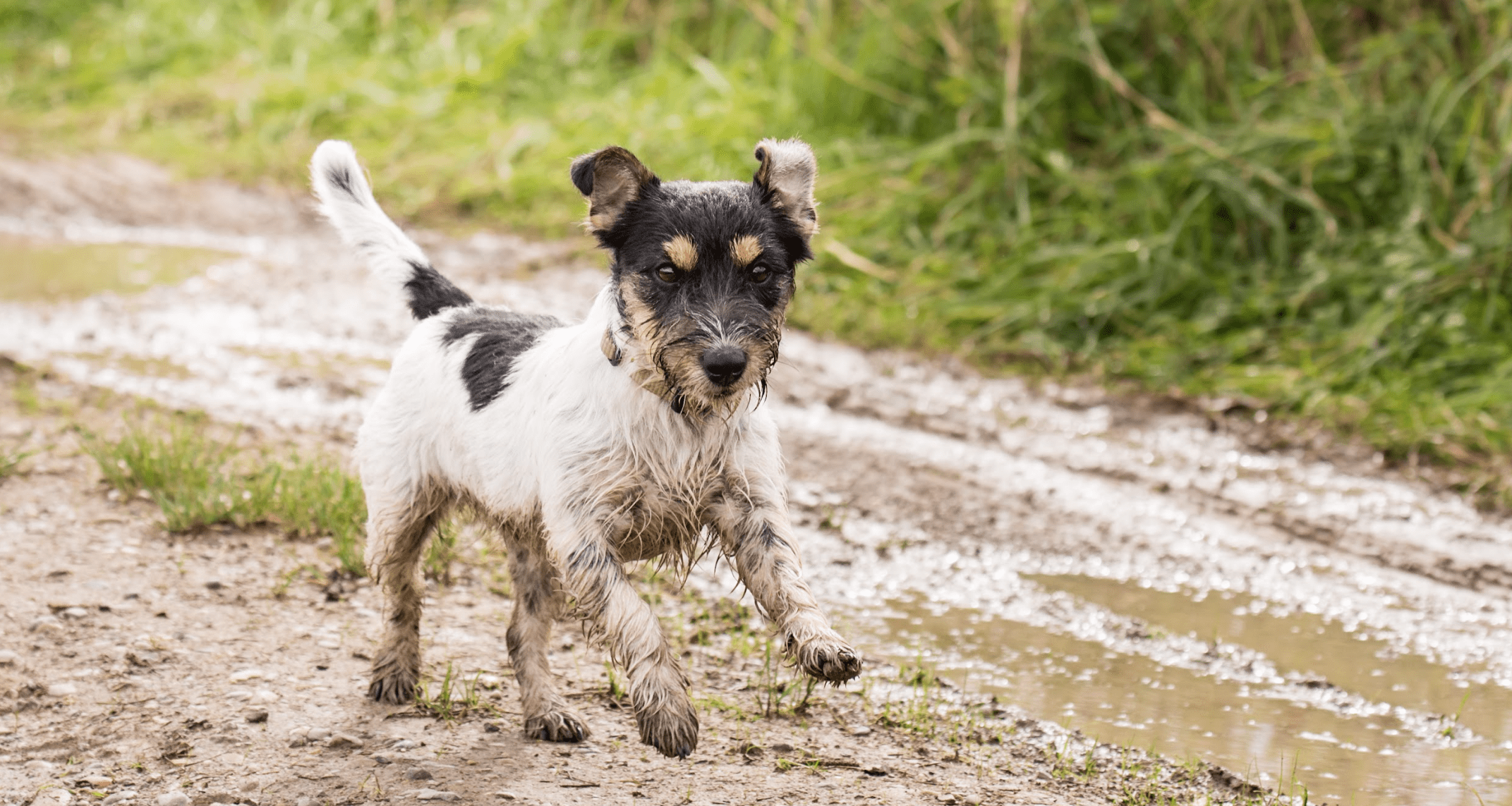 Best Way to Clean Muddy Dog Paws