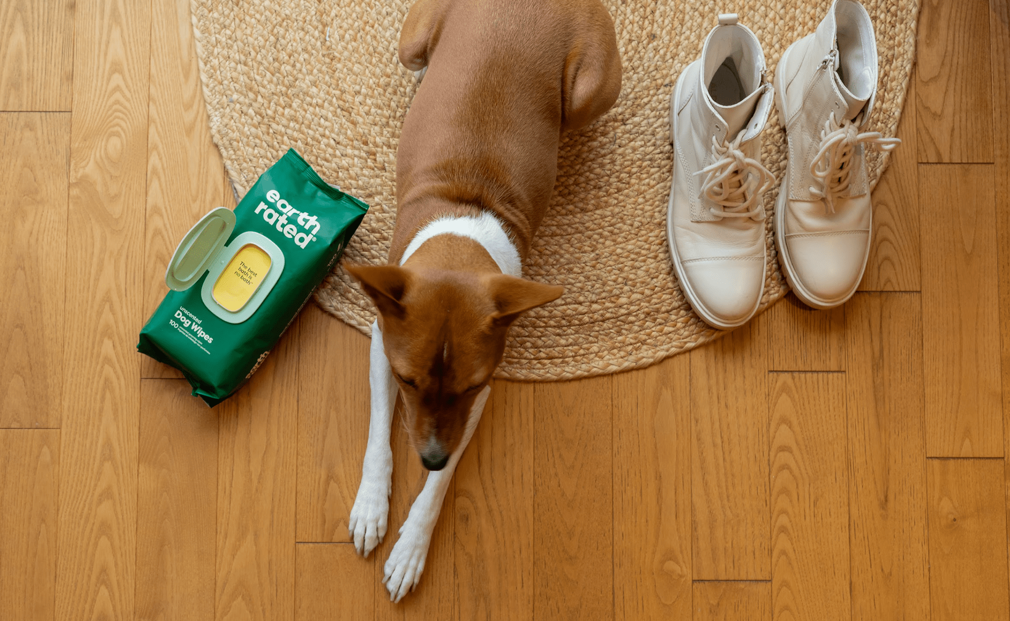 Are Hypoallergenic Dogs Real? The Truth About Allergy-Friendly Breeds