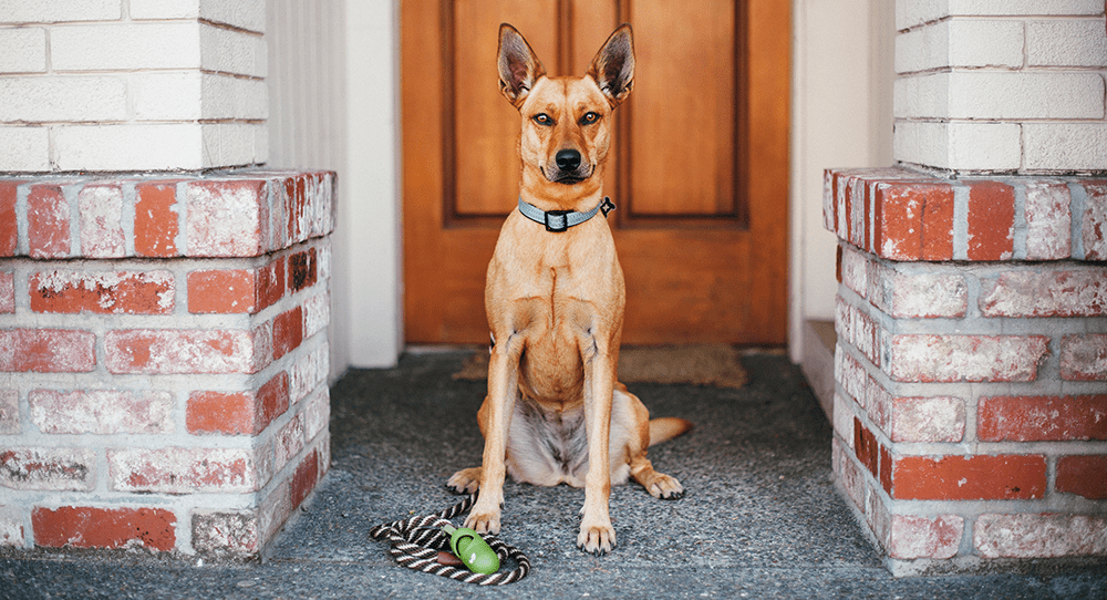 How to Prepare Your Dog for Life After Quarantine