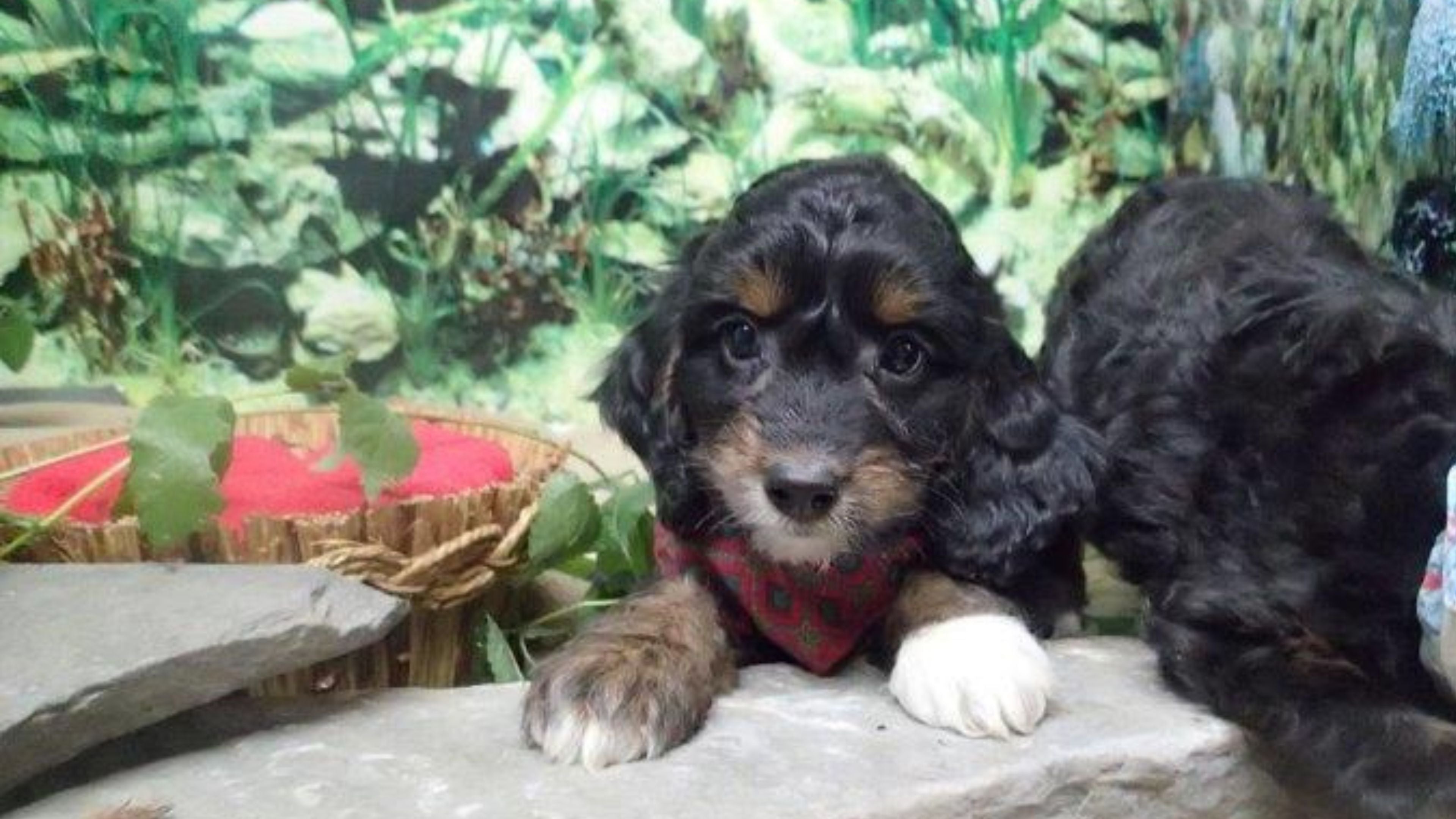 When Do Puppies Start Walking? A Guide for Pet Parents