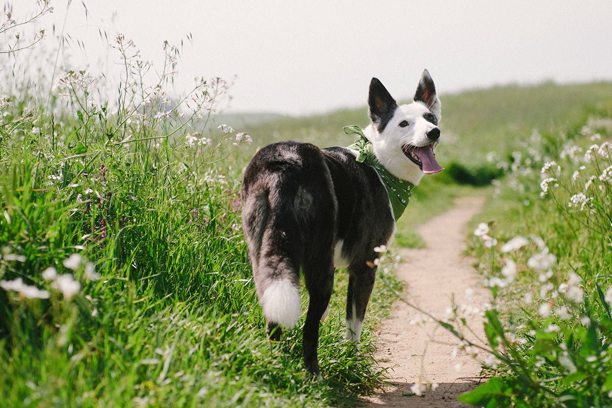 Why Do Dogs Eat Grass?