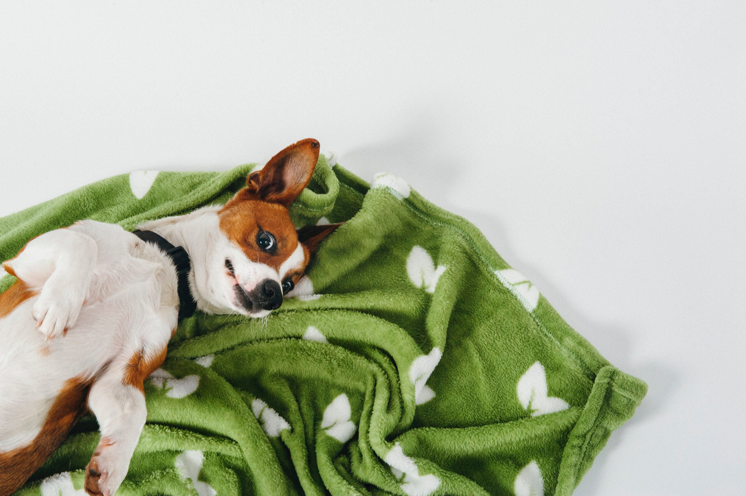 This Holiday Season, Share The Snuggle