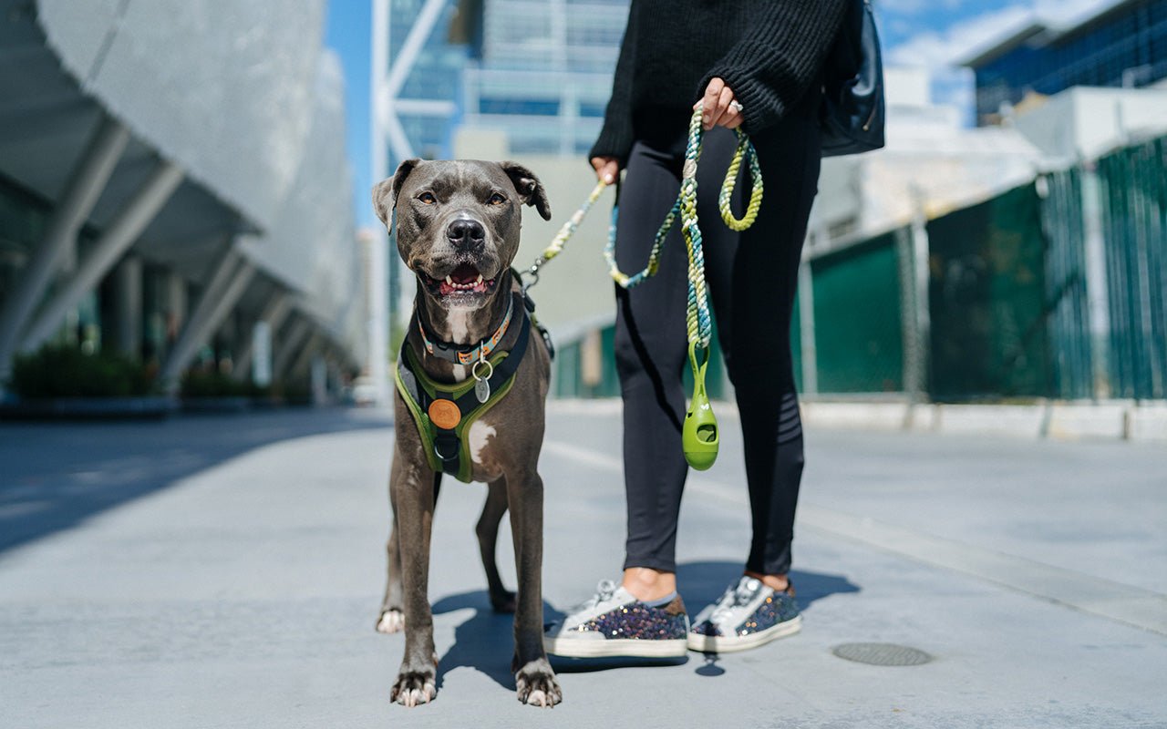 How to Teach Your Dog to Not Pull on a Leash Walk, and More!