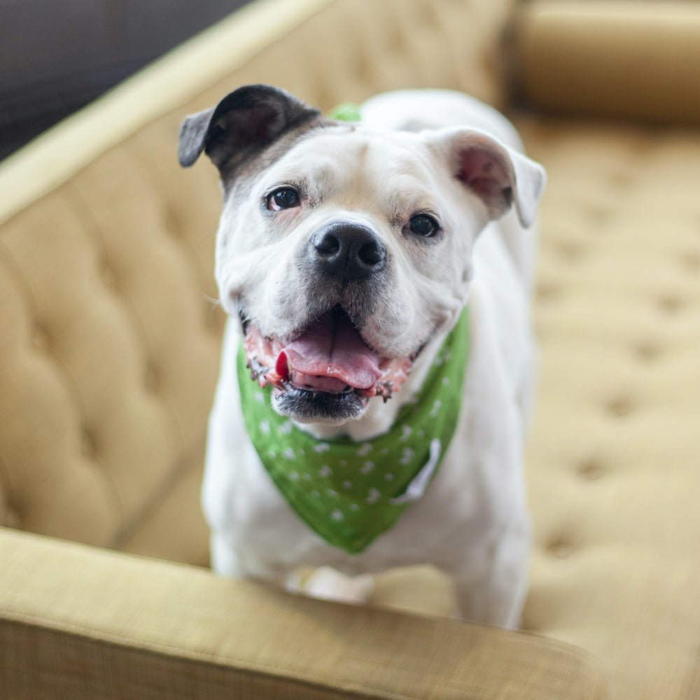 What to do when your dog has been diagnosed with cancer