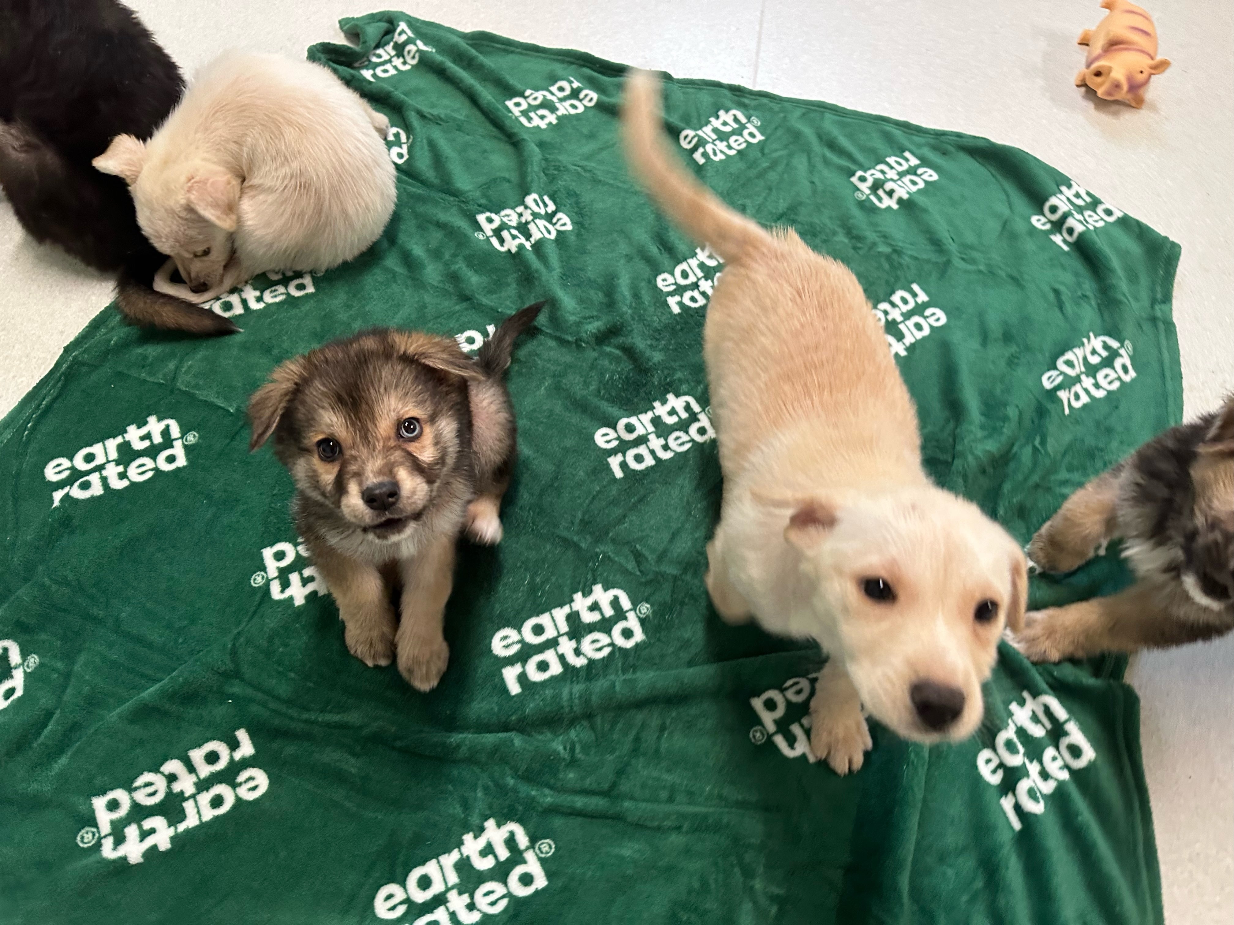 Celebrating Our Superheroes: A Blanket Campaign Success Story