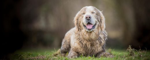 How to Tell if a Dog Has a Double Coat: A Complete Guide