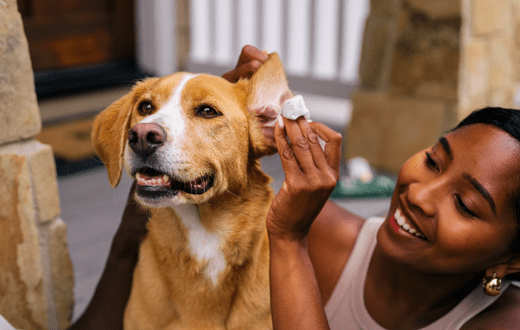 Why Are My Dog’s Ears So Dirty? Causes & Care Tips