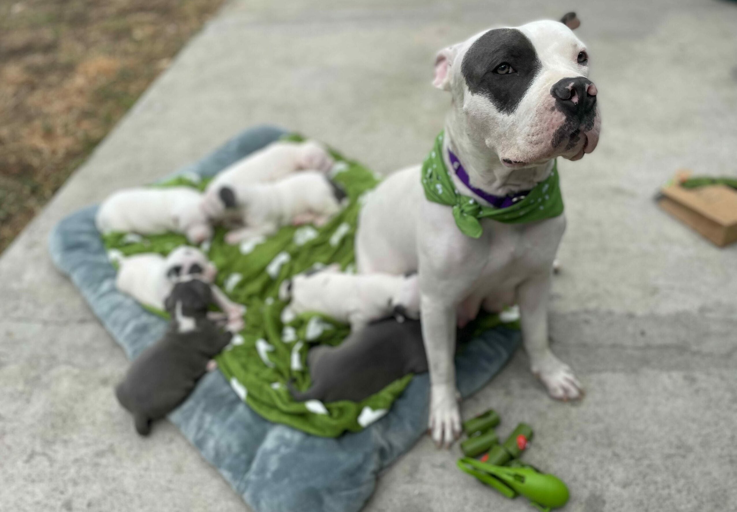 National Adopt a Shelter Dog Month