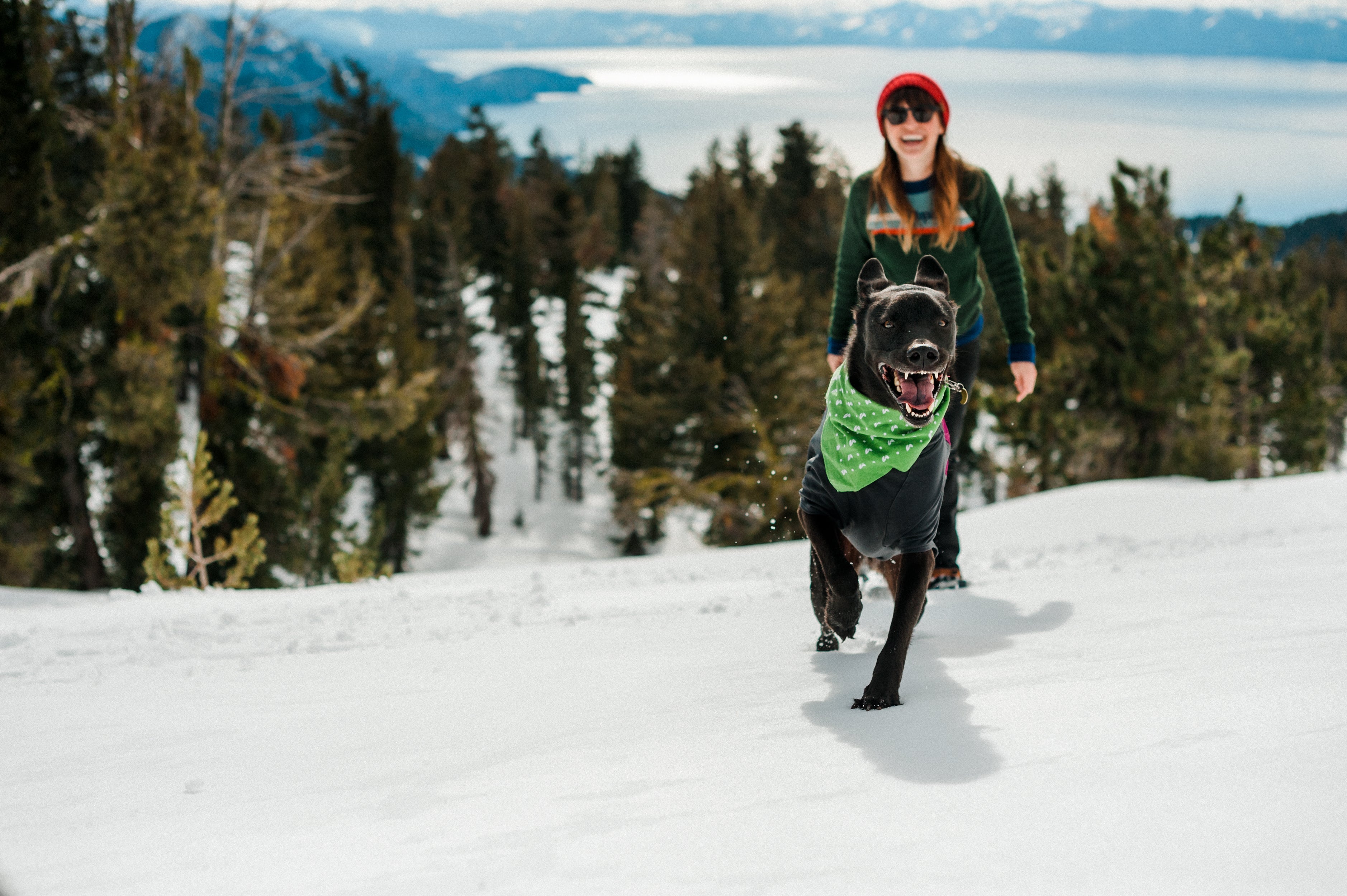 A new year's resolution for you and your dog