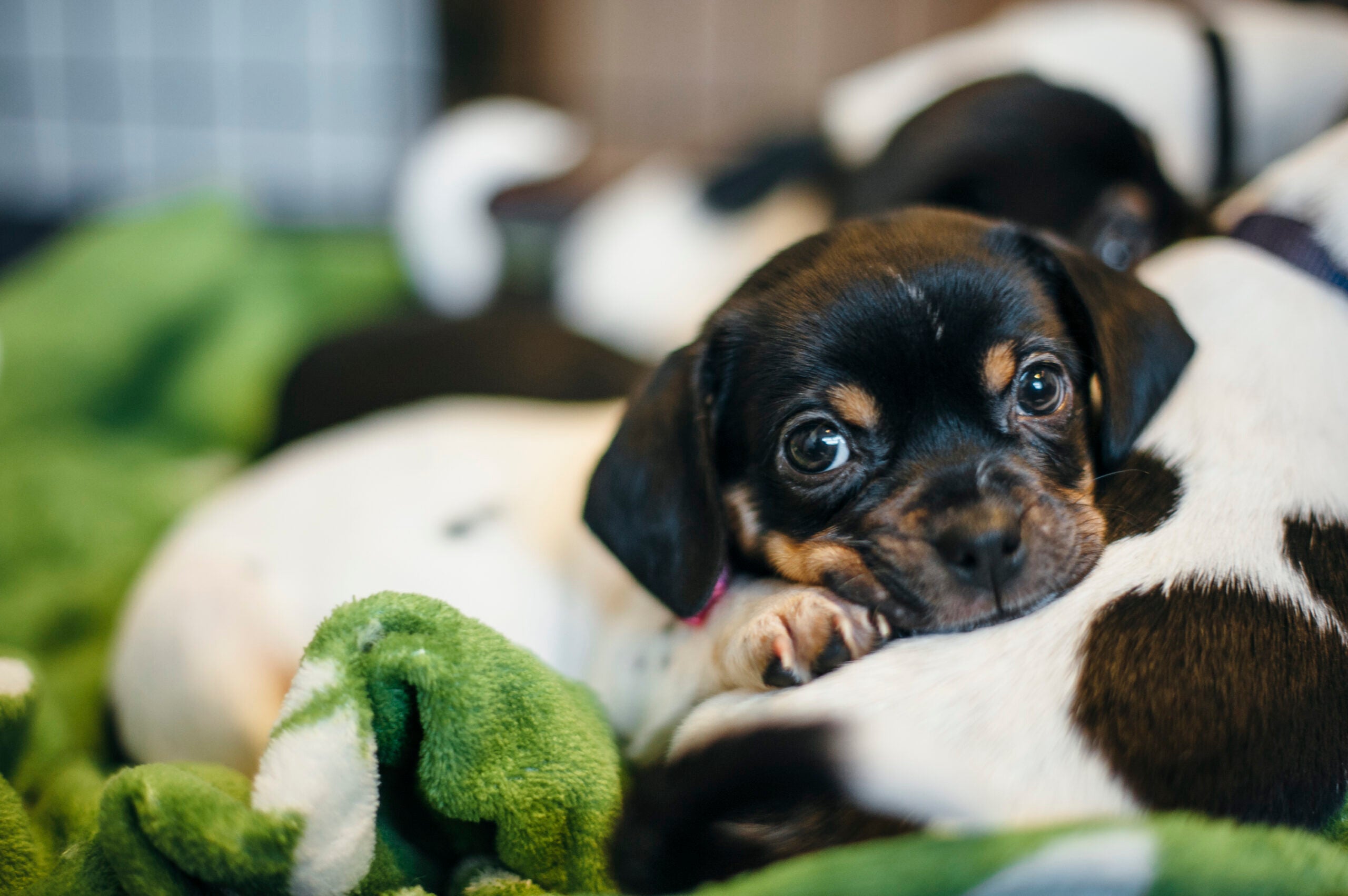 How Fostering Helps Shelters