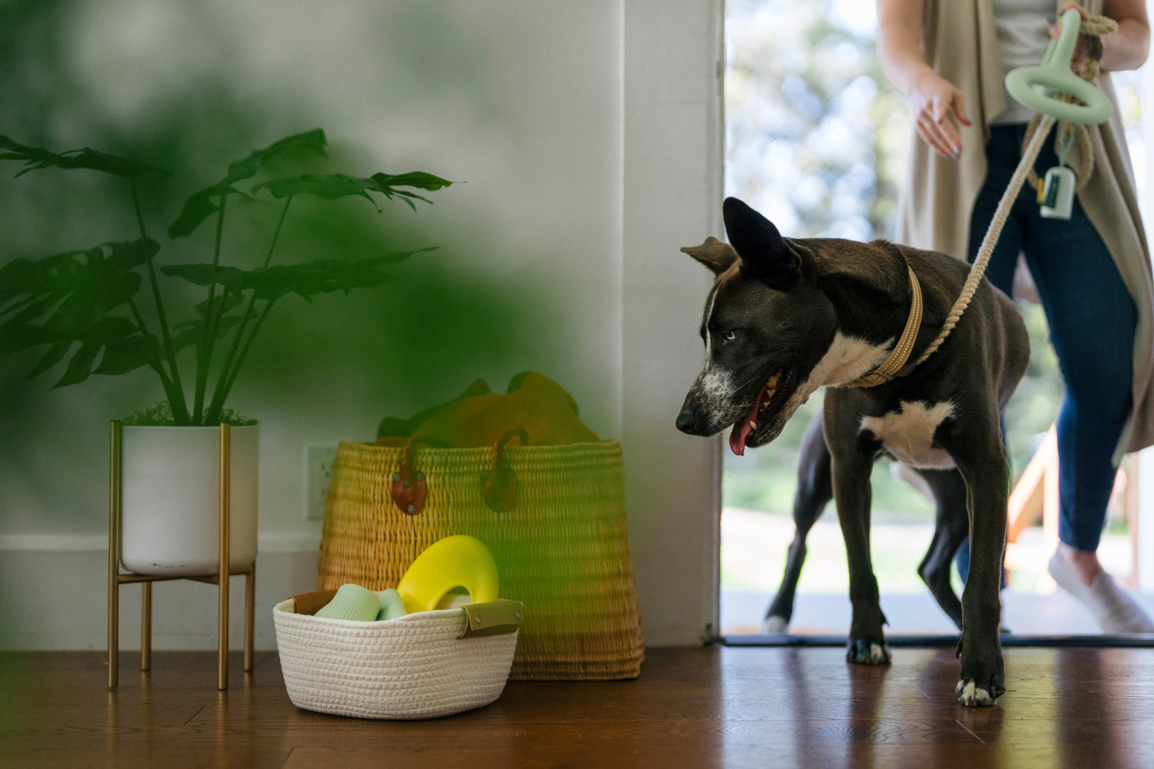 Ultimate First Time Dog Owner Guide: Expert Tips