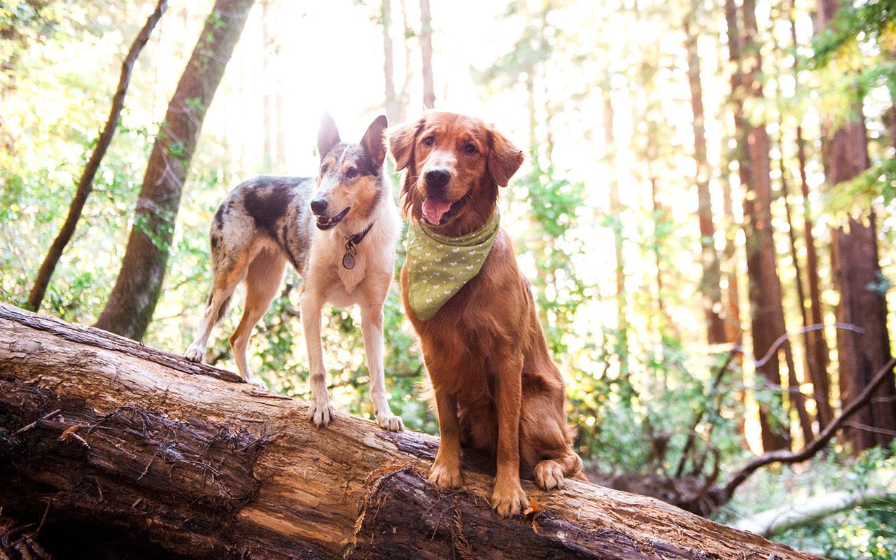 The Spay and Neuter Controversy