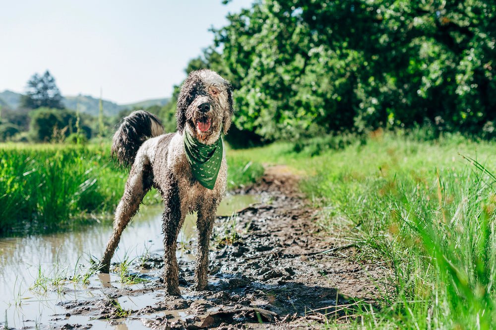Why Do Dogs Dig?